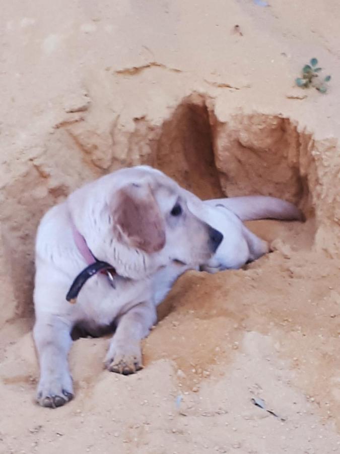 Posada Rural La Corbera Utrera Eksteriør bilde